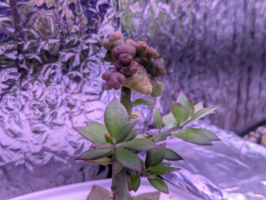 TBM2.0 mini impale on pereskiopsis TBM2.0 mini impale on pereskiopsis