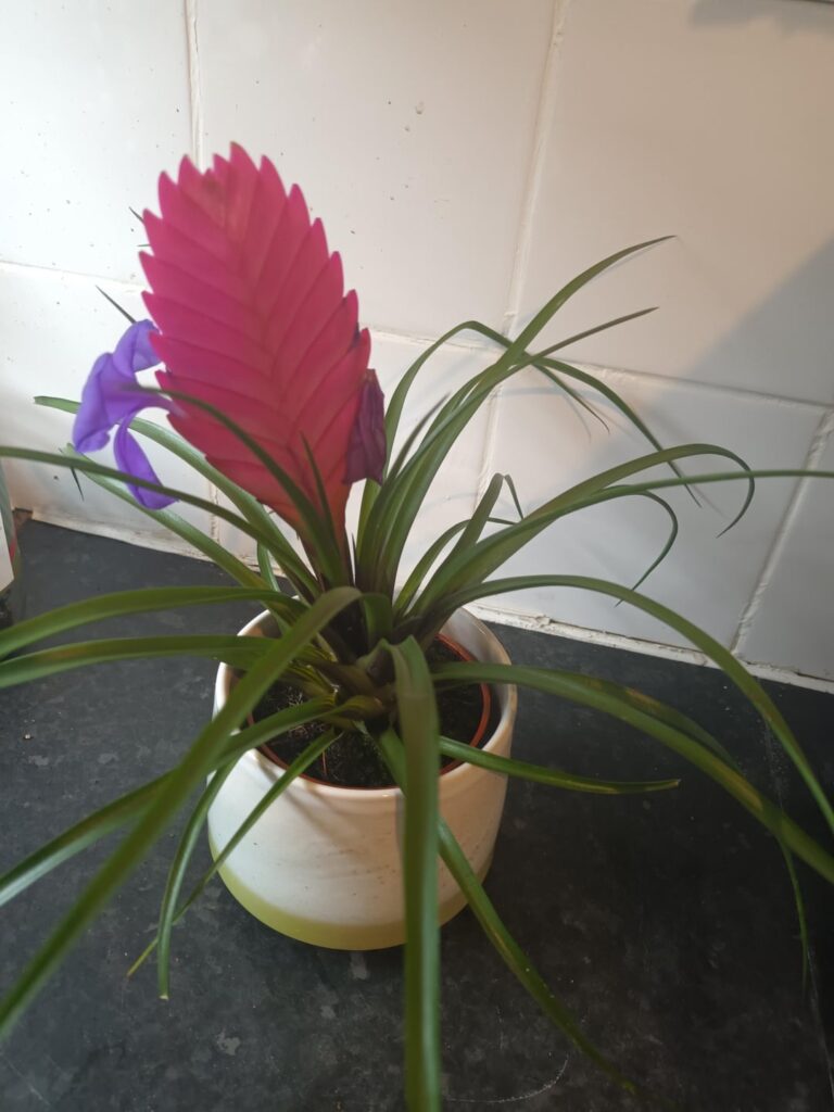 Why is only one petal wilting Why is only one petal wilting