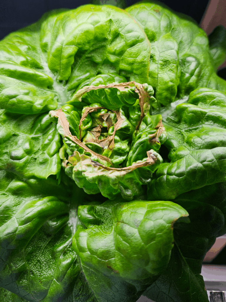 Why is my bibb lettuce getting brown tips on the center growth leaves? Why is my bibb lettuce getting brown tips on the center growth leaves?