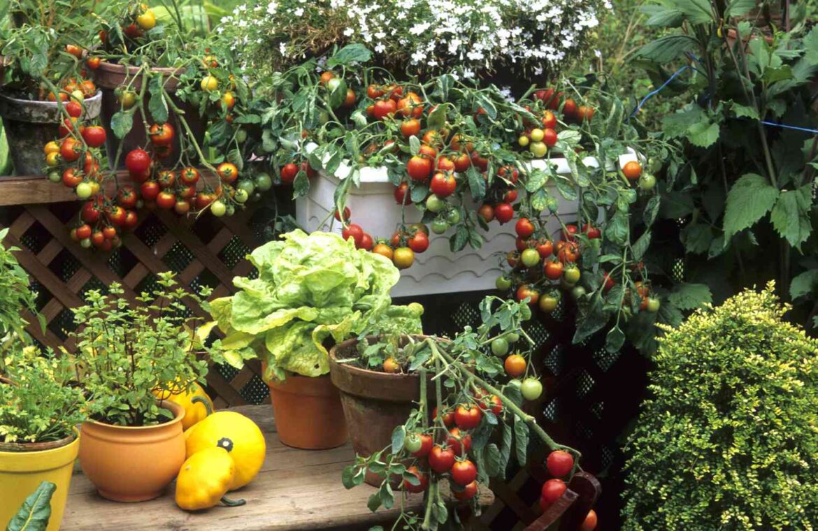 12 Vegetables That Thrive in Containers, So You Can Grow Produce Almost Anywhere