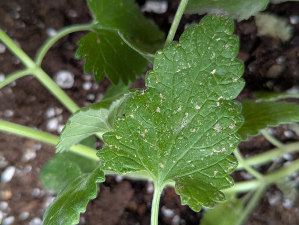 Catnip is discolored. Is it Thrips? Catnip is discolored. Is it Thrips?