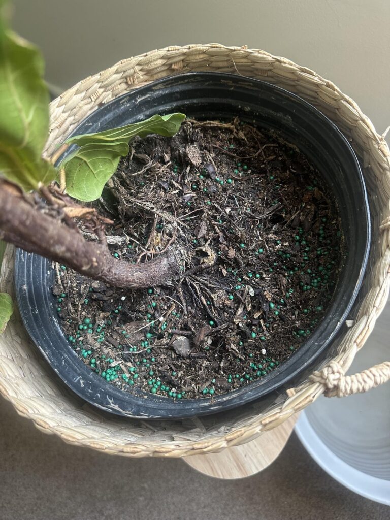 Repot size?
