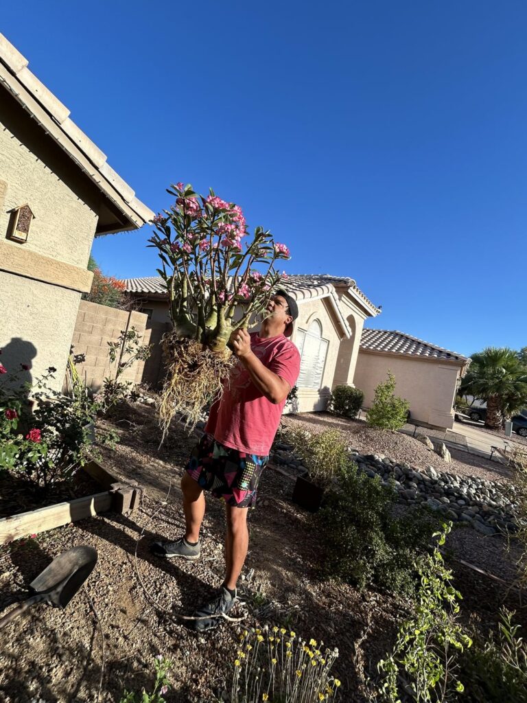 Repotting my giant Adenium Arabicum
