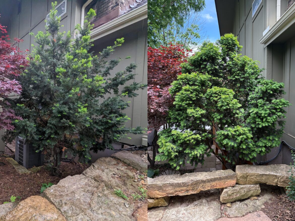 Before and after pruning my large Yew in the Japanese "Niwaki" style, starting in 2023. I actually don't believe how big of a transformation it's made in only two growing seasons.