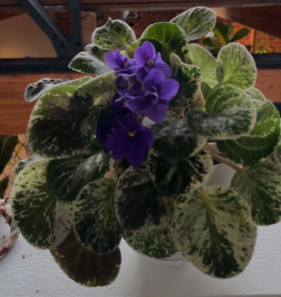 ID?
