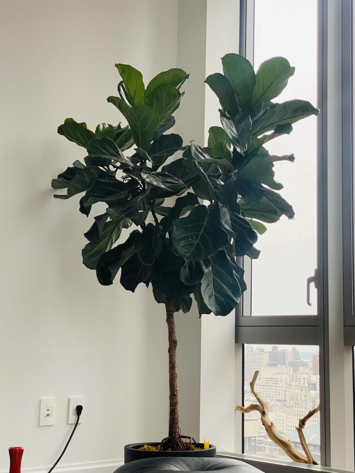 Fiddle Leaf Fig