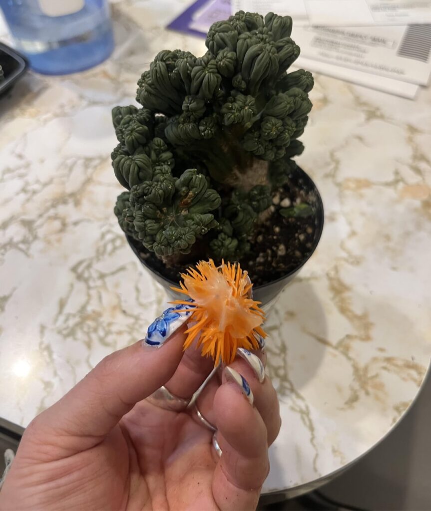 Plastic flower from Home Depot succulent?!?