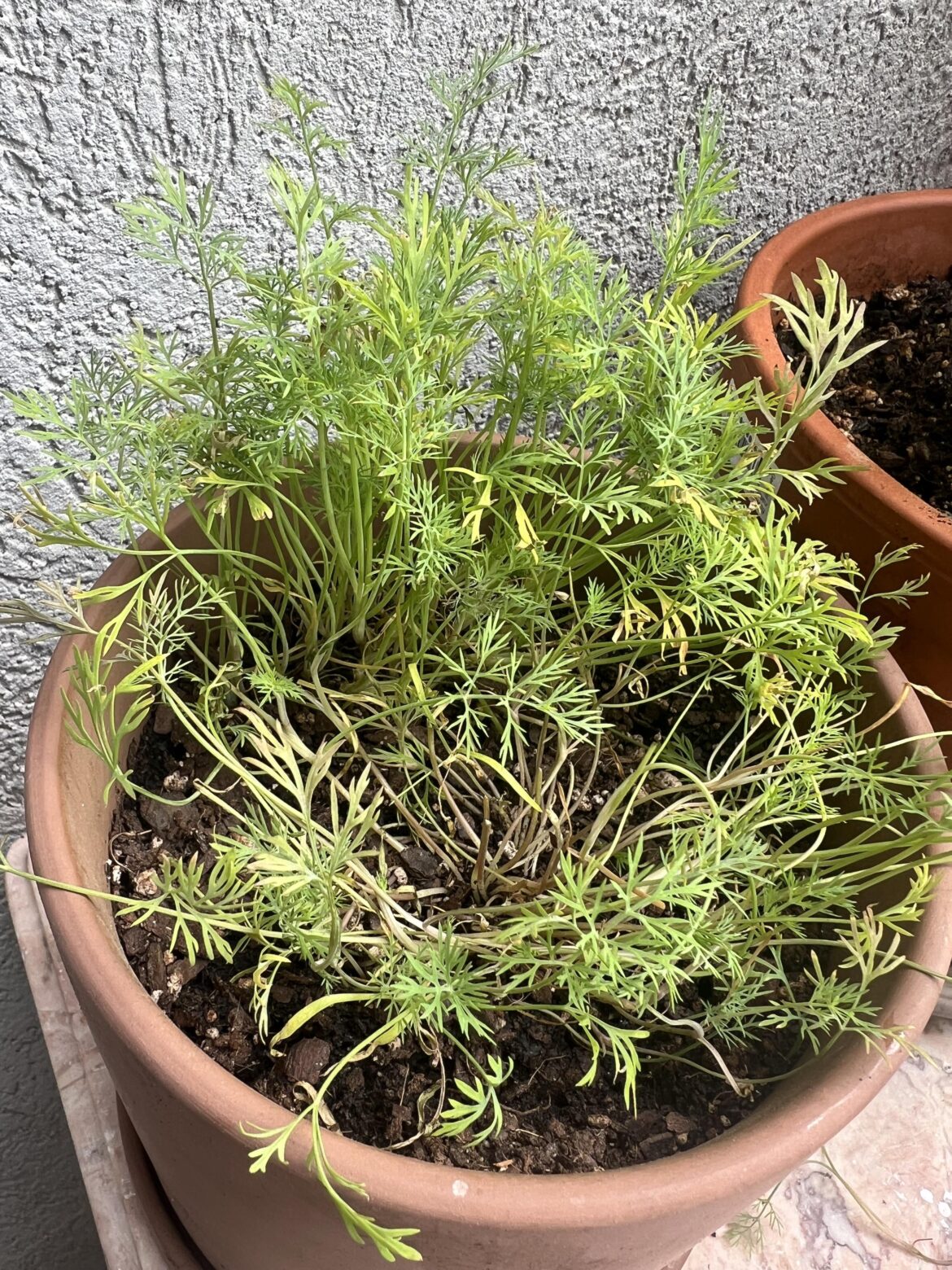Dill transplant. What am I doing wrong?