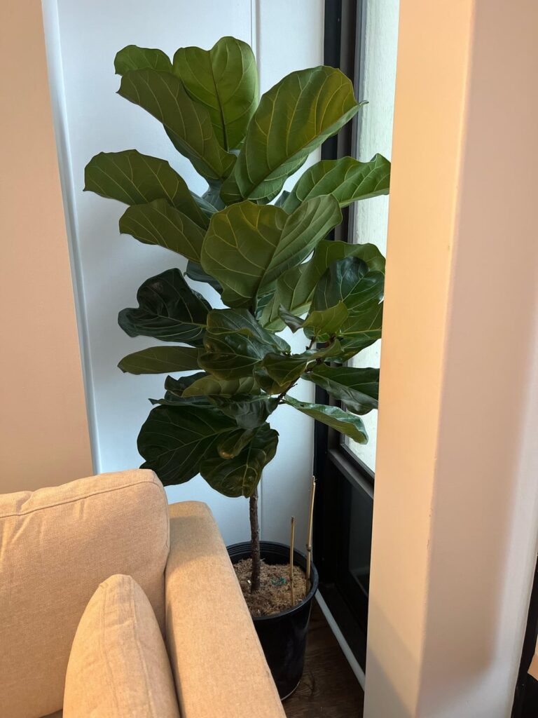 Please Help a New Owner!
