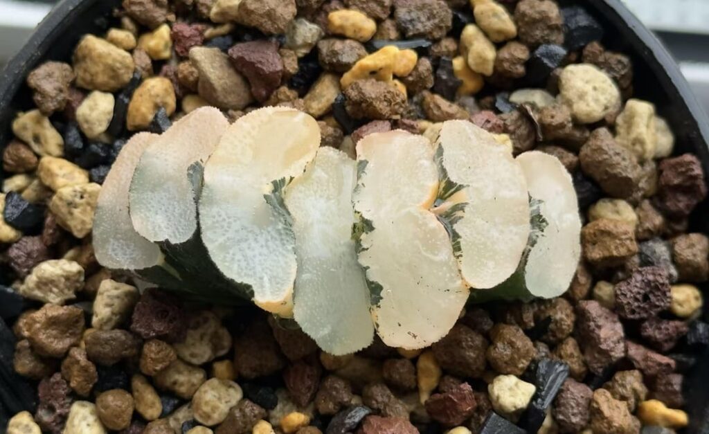 Some personal keepings back at home! A lot of seedlings popping up