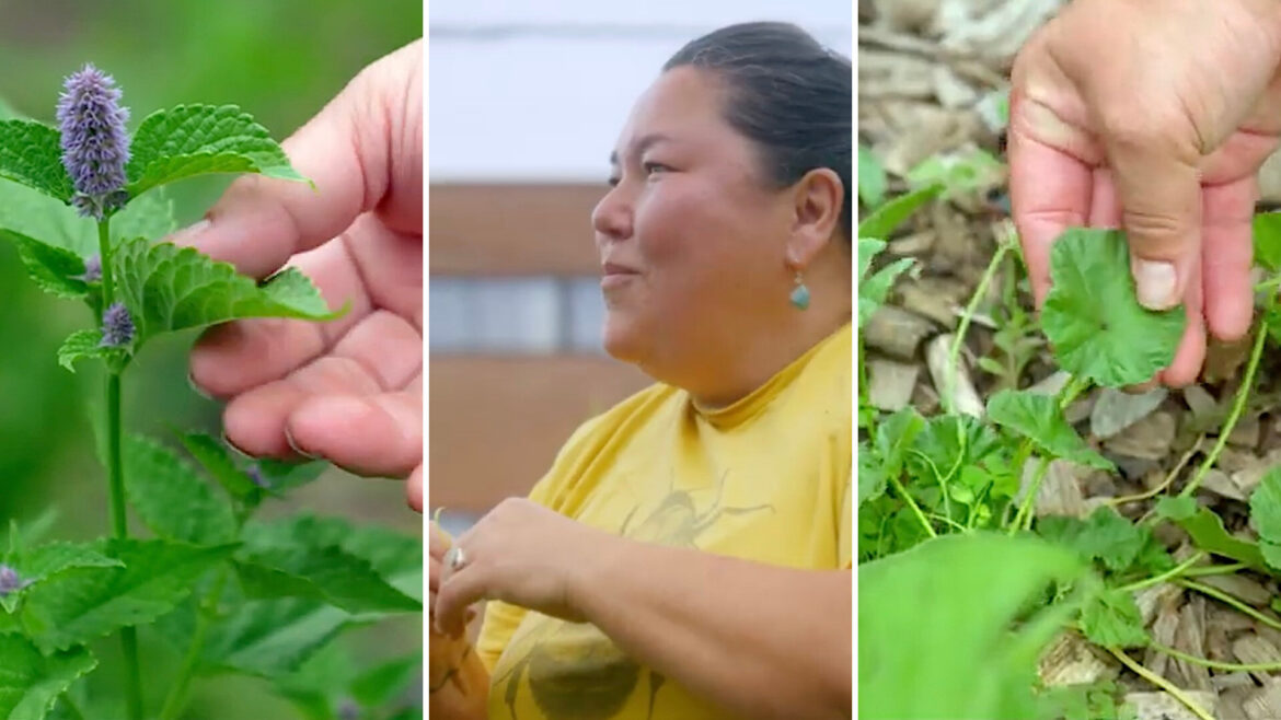 ‘Indigenous plants are super resilient’ "I would love to learn more about native edible plants."