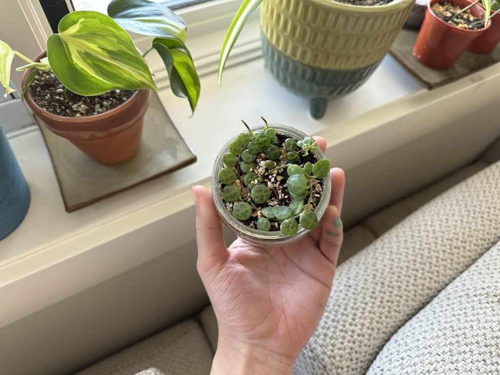 first time flowering!