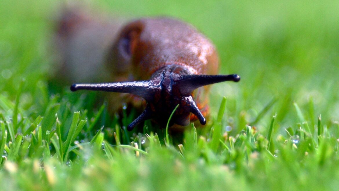 The £2.80 trick you must try to keep slugs off your grass this spring – it will make your garden look stunning too The £2.80 trick you must try to keep slugs off your grass this spring - it will make your garden look stunning too