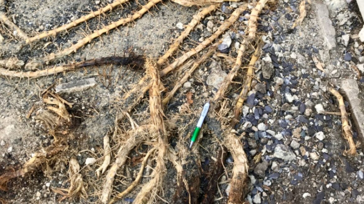 Gardeners urged to AVOID plant that’s the UK’s next Japanese knotweed – it’s expensive & can cause legal neighbour rows Gardeners urged to AVOID plant that's the UK's next Japanese knotweed - it's expensive & can cause legal neighbour rows