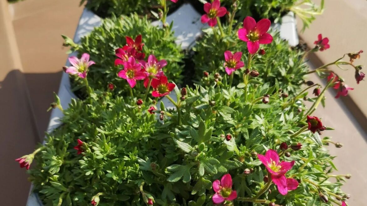 Green-fingered Brits are racing to snap up a 50p buy to transform their gardens - and it sells for £3 elsewhere