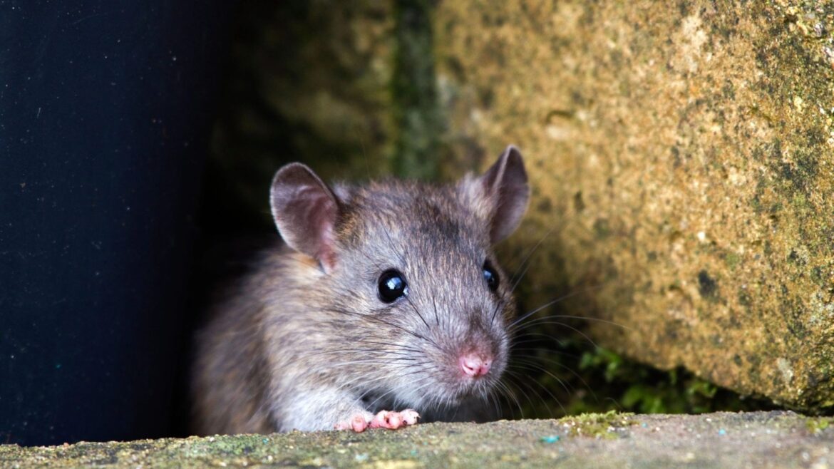 The 52p Asda buy you need to nab that will keep rats out of your garden for good this spring -they can’t stand the smell The 52p Asda buy you need to nab that will keep rats out of your garden for good this spring -they can’t stand the smell