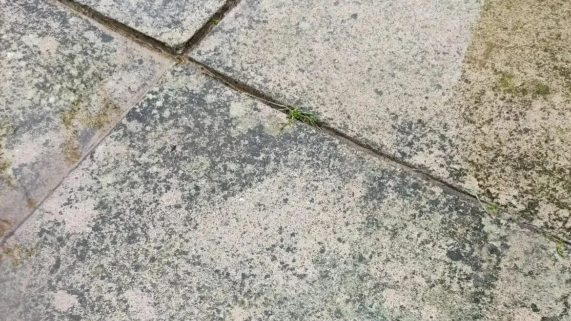 I jet washed my patio but it still looked dirty – luckily gardening gurus shared a 55p hack with ‘no scrubbing involved’ I jet washed my patio but it still looked dirty - luckily gardening gurus shared a 55p hack with ‘no scrubbing involved’