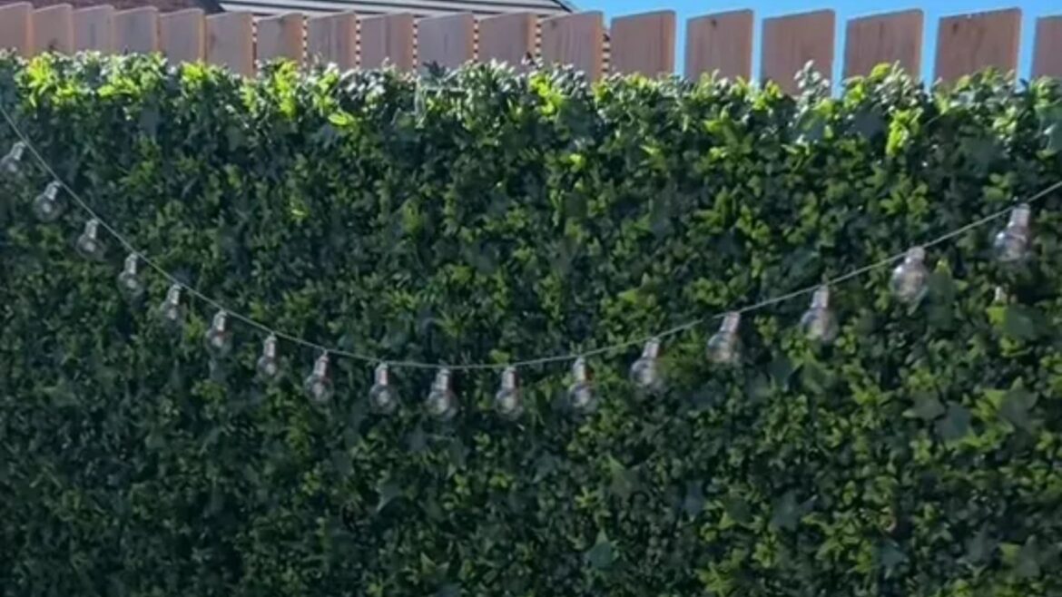 I turned my garden into a leafy oasis with a cheap buy from B&M – now I’ve got more privacy & people say it ‘looks lush’ I turned my garden into a leafy oasis with a cheap buy from B&M - now I’ve got more privacy & people say it ‘looks lush’