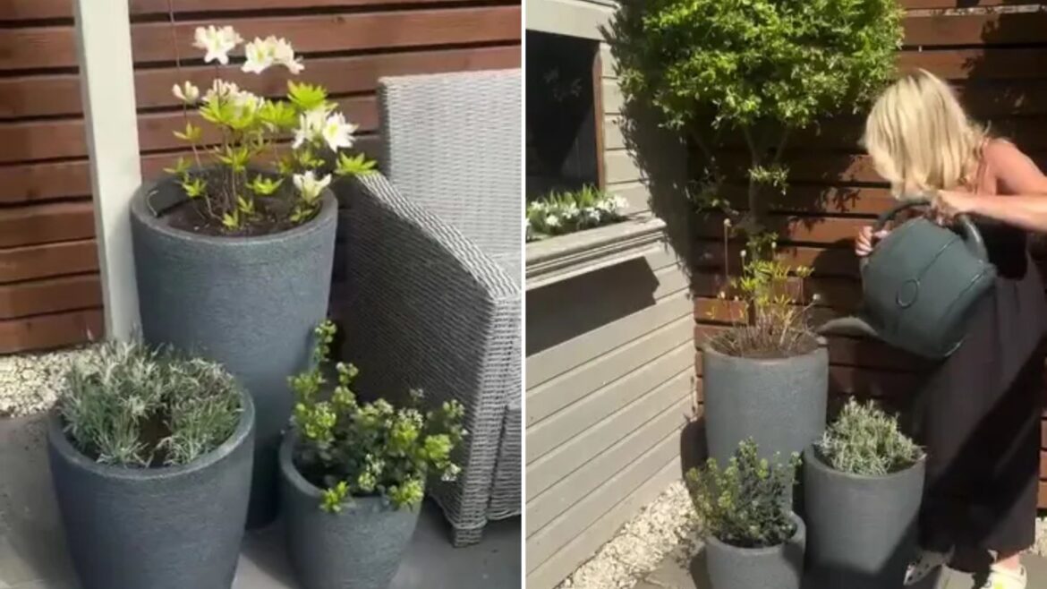 B&M shoppers are giving their gardens a summer glow up with £12 bargain B&M shoppers are giving their gardens a summer glow up with £12 bargain