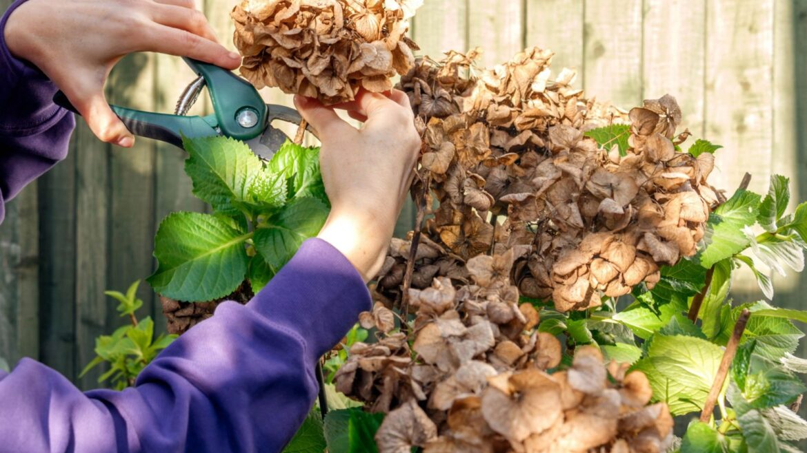 The real reason why your hydrangeas look brown and crispy – plus the mistakes you must avoid for them to bloom this May The real reason why your hydrangeas look brown and crispy - plus the mistakes you must avoid for them to bloom this May
