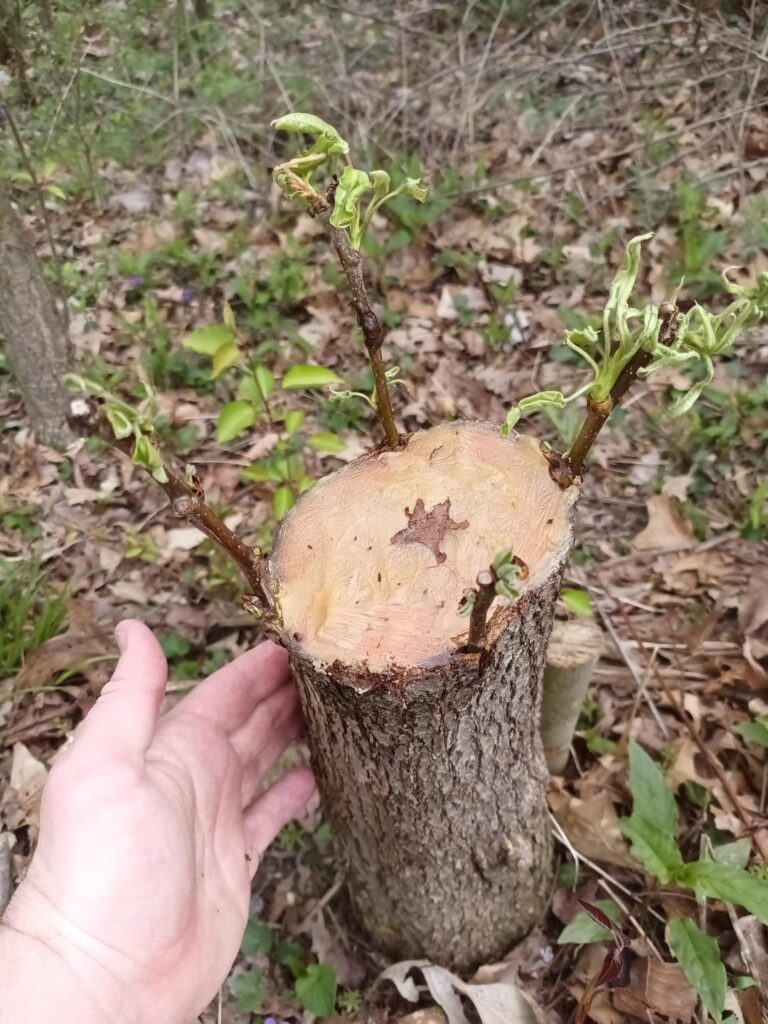 Seckel × Bradford pears in the local parks. My daughter and I did this together ❤️