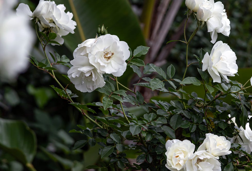 white roses