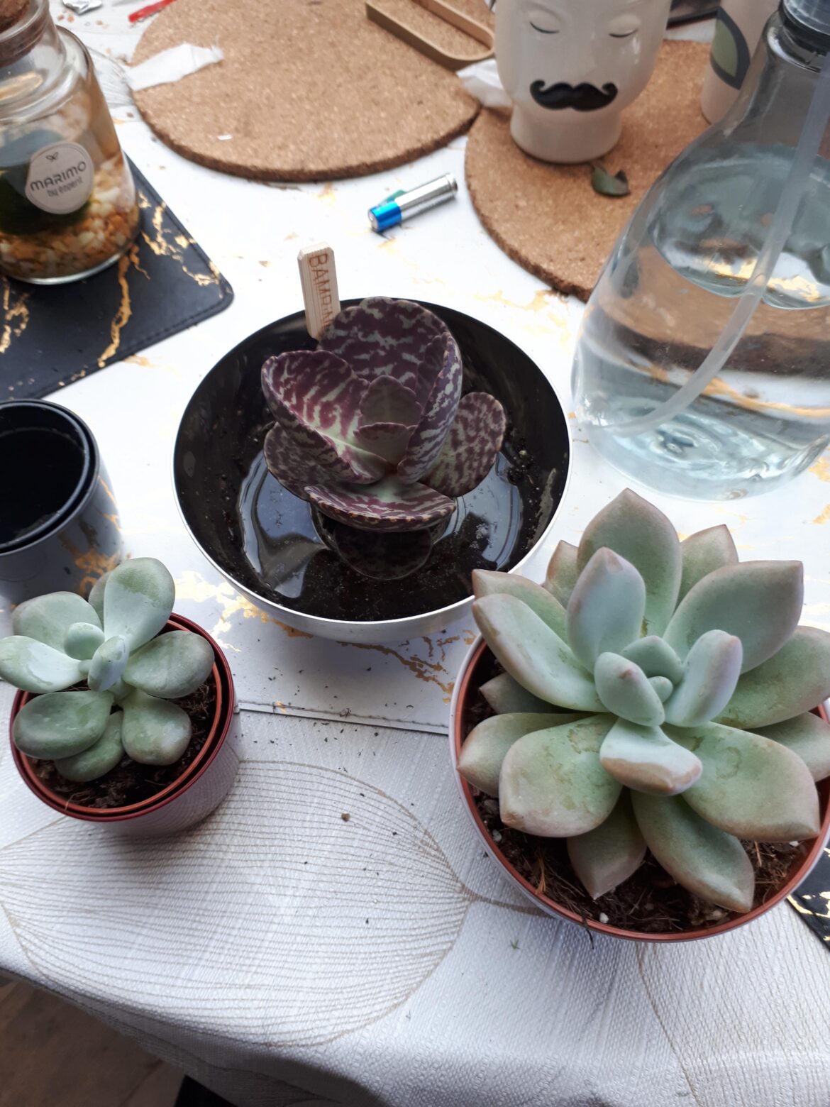 Im the proud mom of 3 new plants!