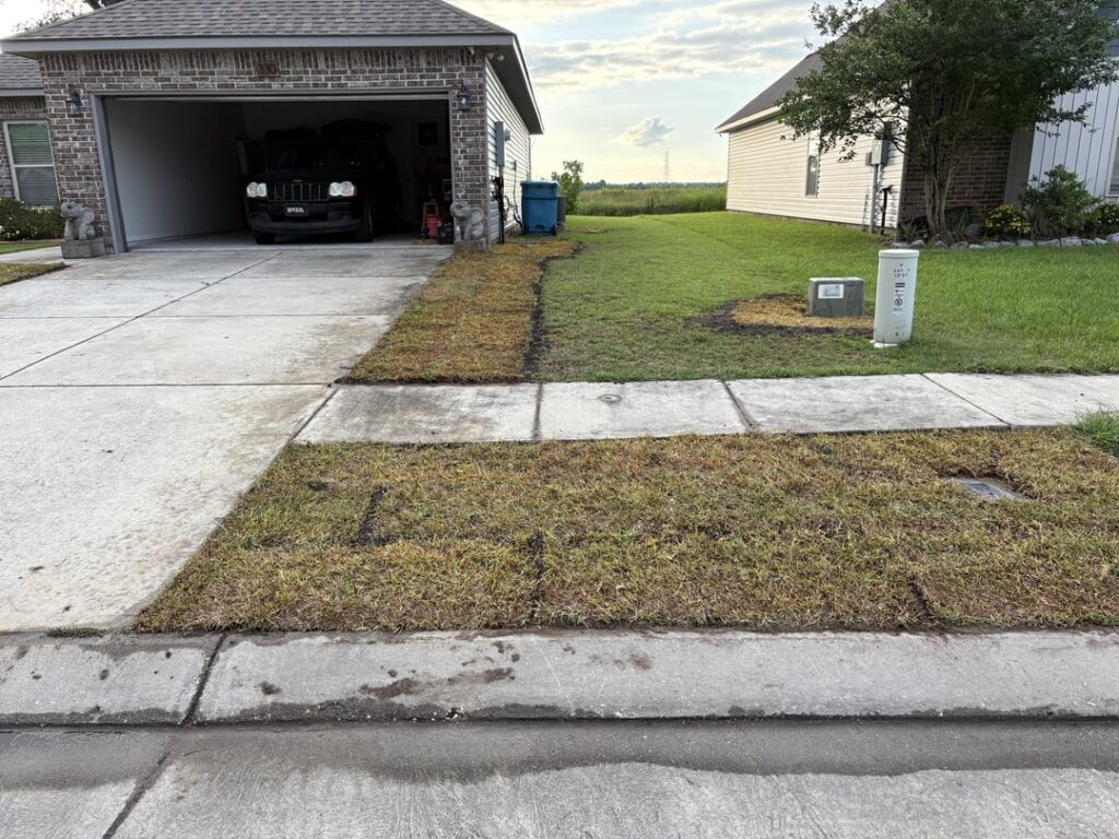 Did my landscaper put down bad Sod? South Louisiana Did my landscaper put down bad Sod? South Louisiana