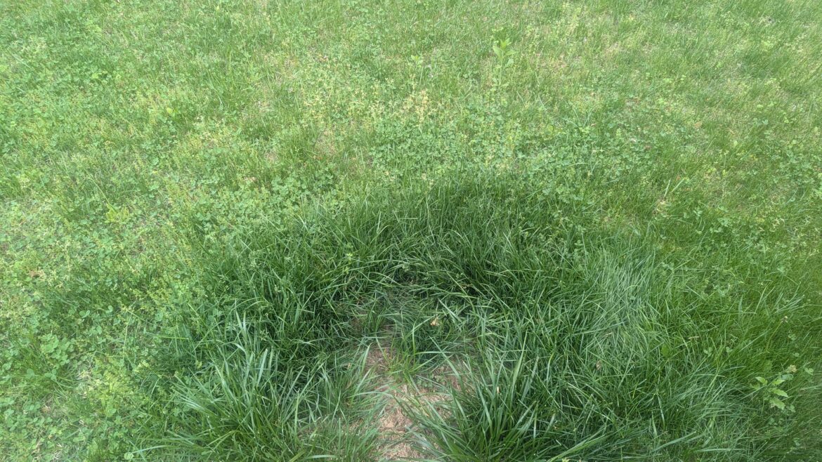 This spot is where I peed all winter and now it's coming in lush. How do I recreate this all over?