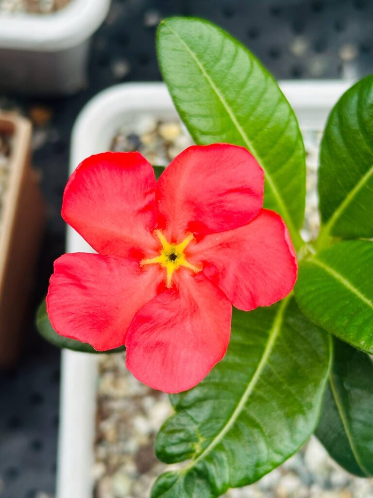 Pachypodium windsorii in bloom