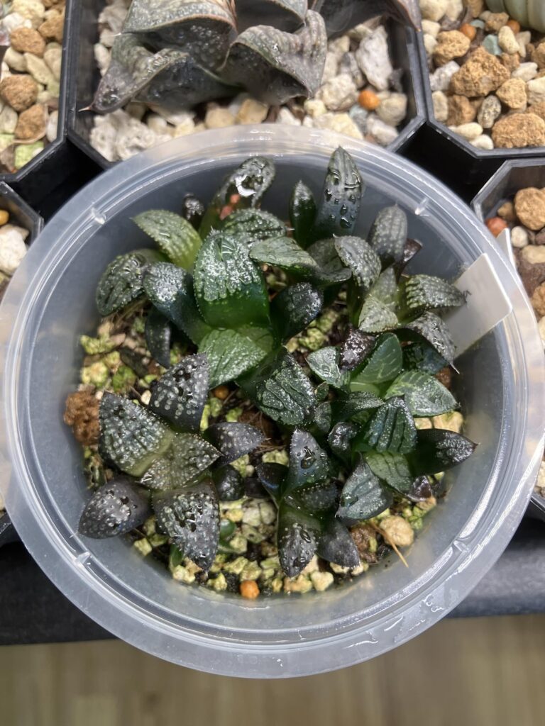 An update on my seedlings, over 1 year old now :D