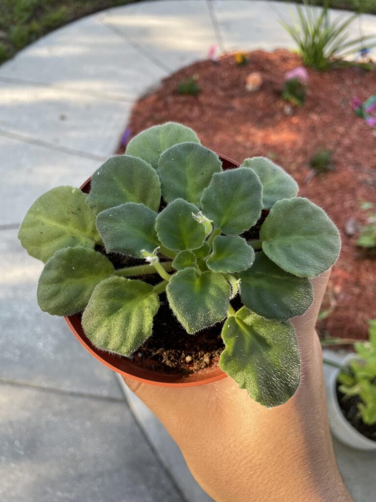 Favorite violet in trouble?