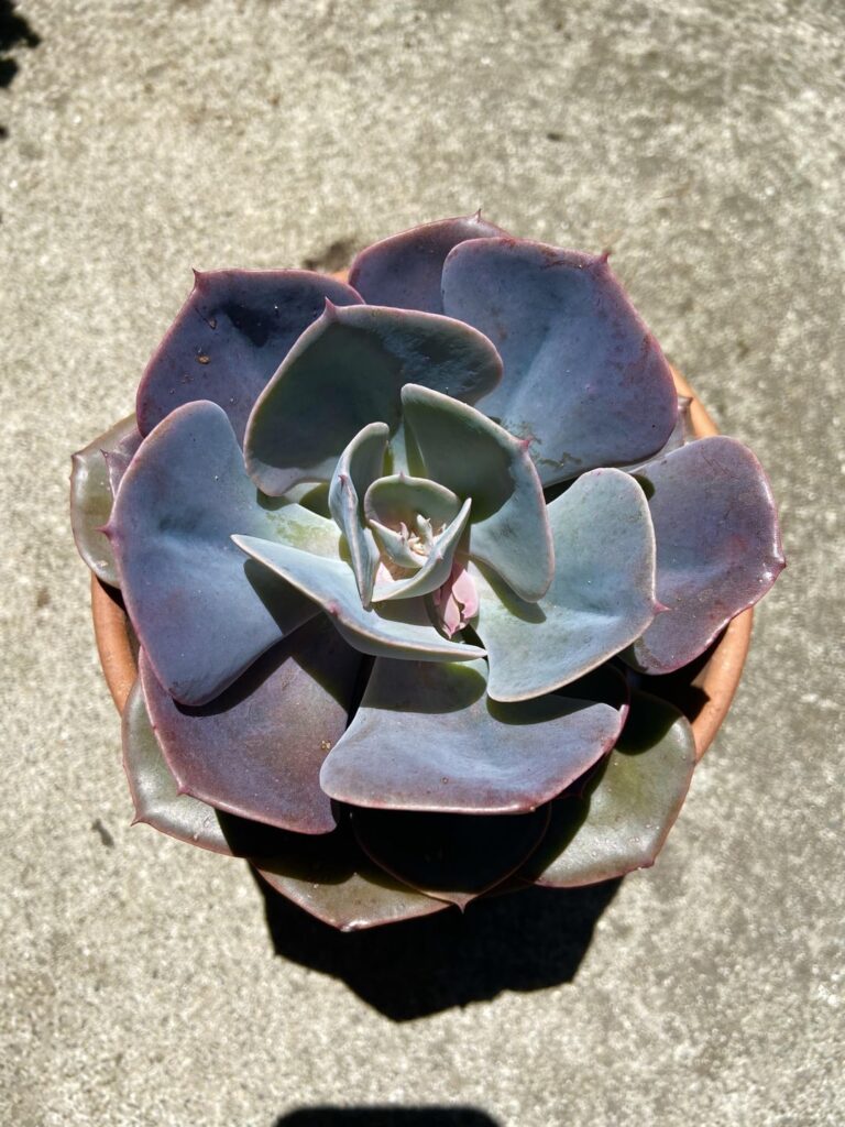 Echeveria 'Dusty Rose'