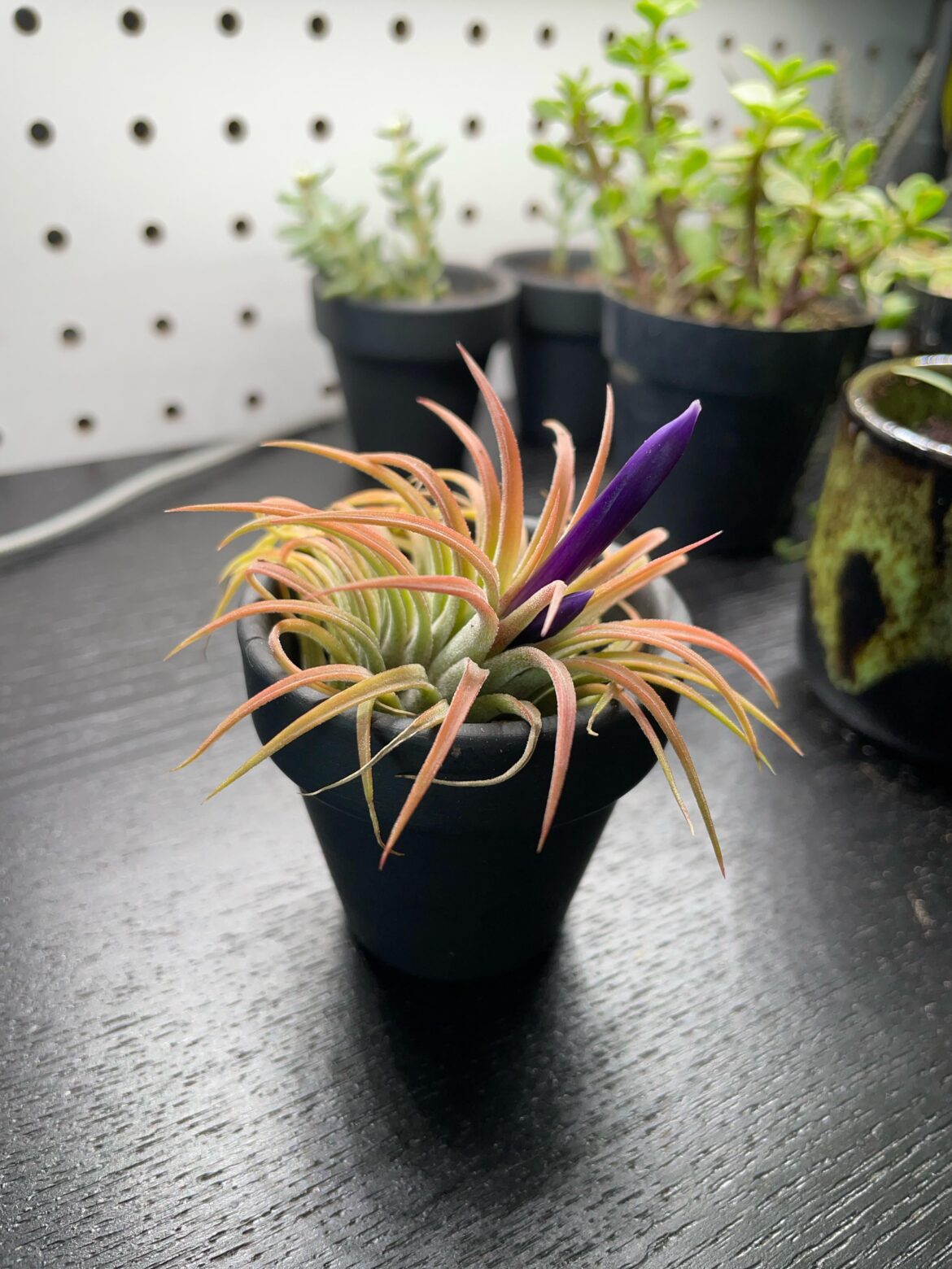 Apparently these flower?