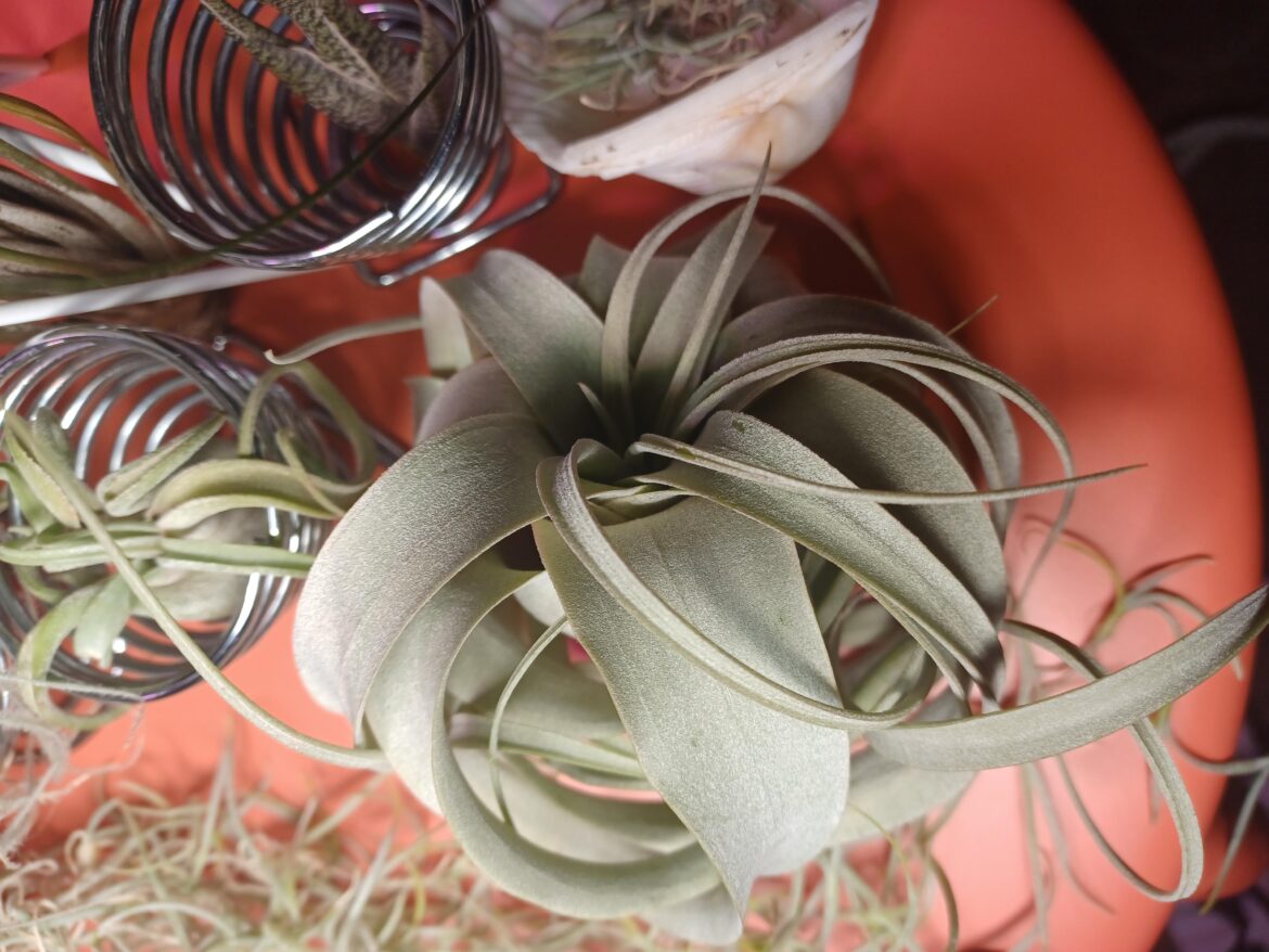 My first tillandsia xerogrephica just need one question.😉