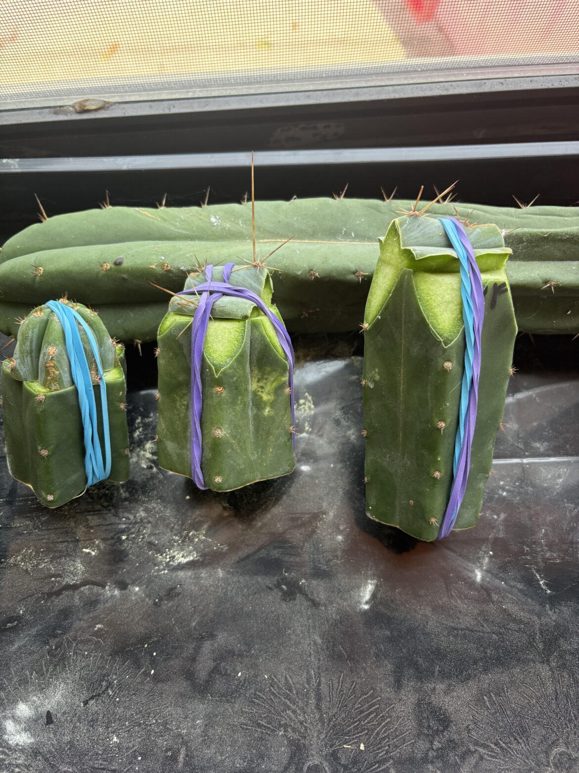 First slab grafts, does the vascular ring need to be intact for them to work?