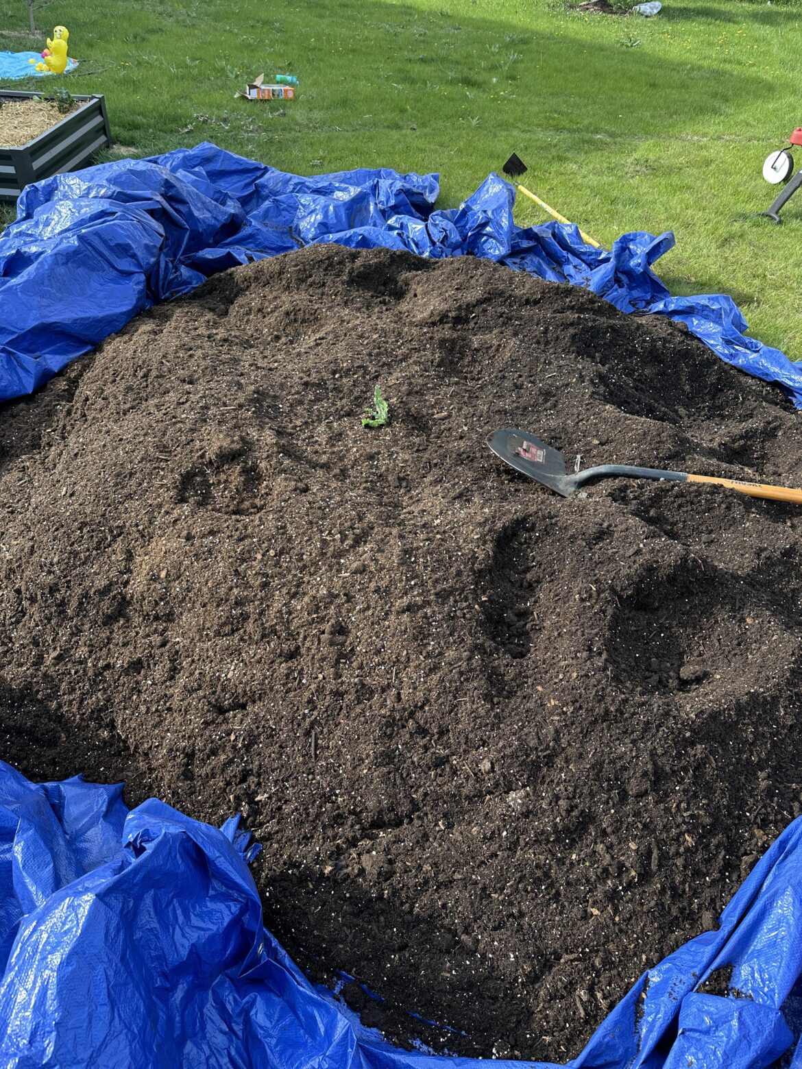 When do I need to repot my thistle?