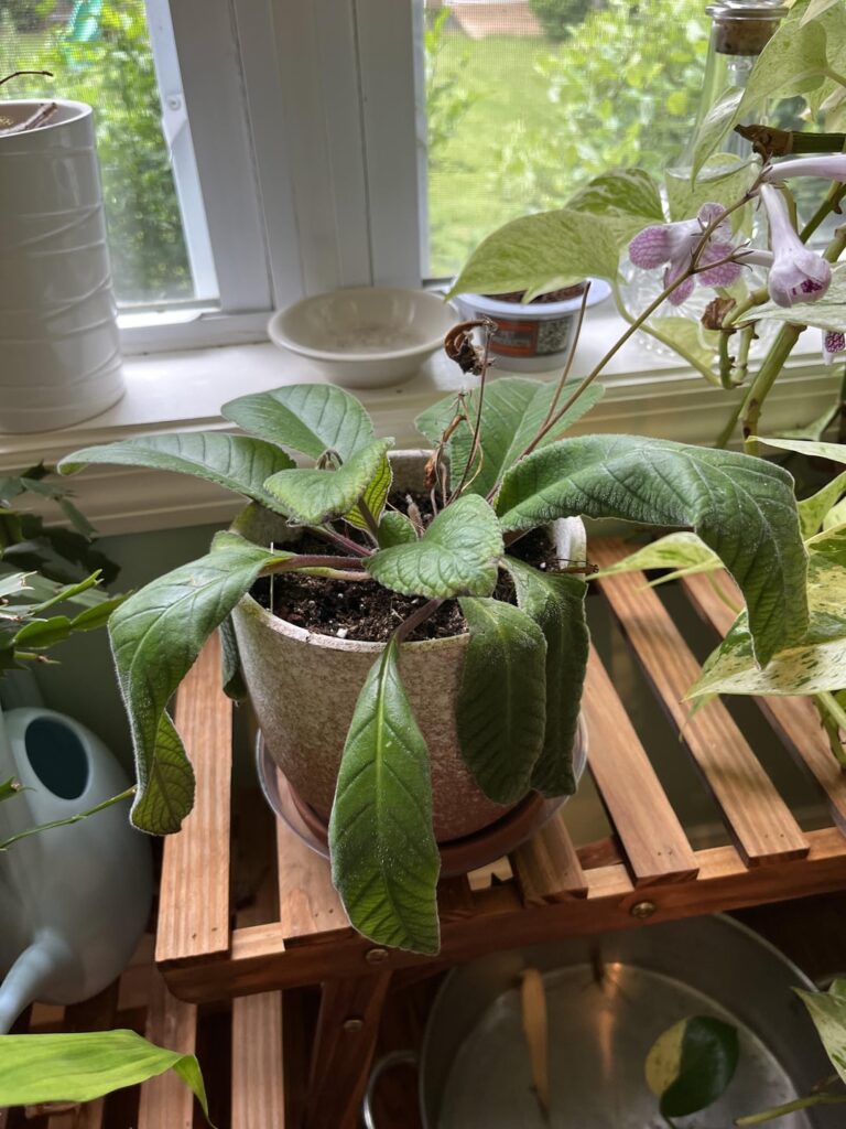 Streptocarpus help Streptocarpus help