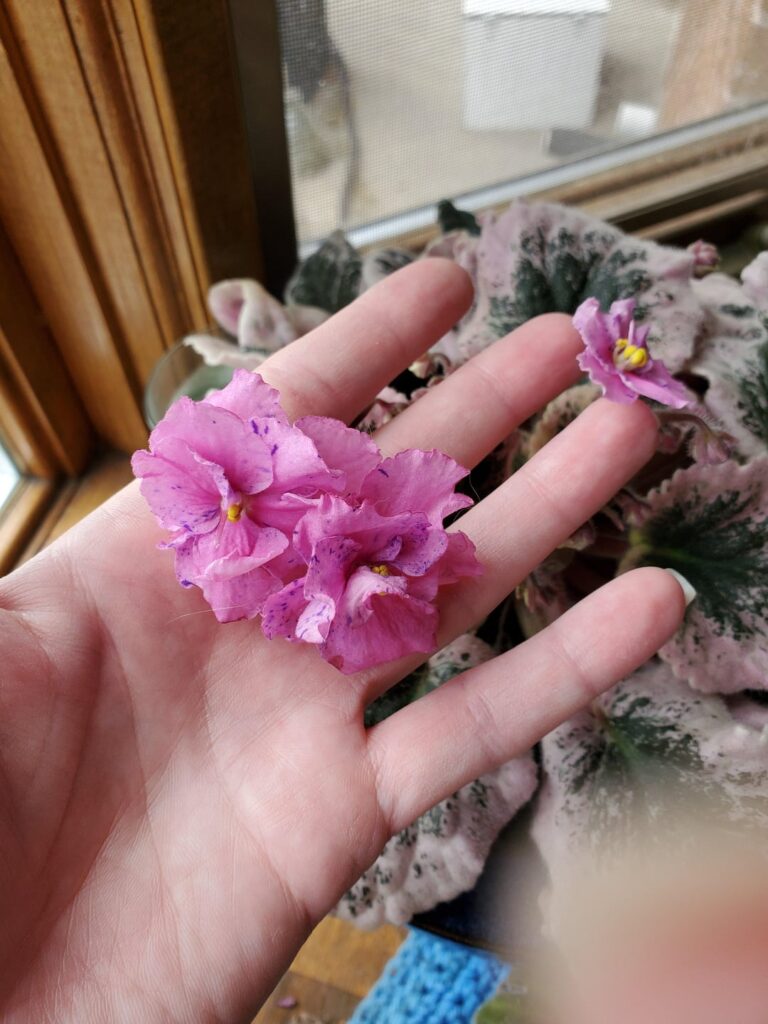 Can anyone help me find a similar plant?