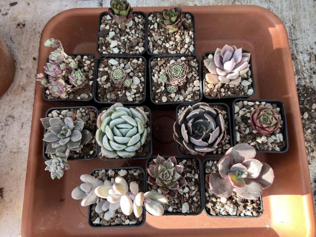 Got these plants today!