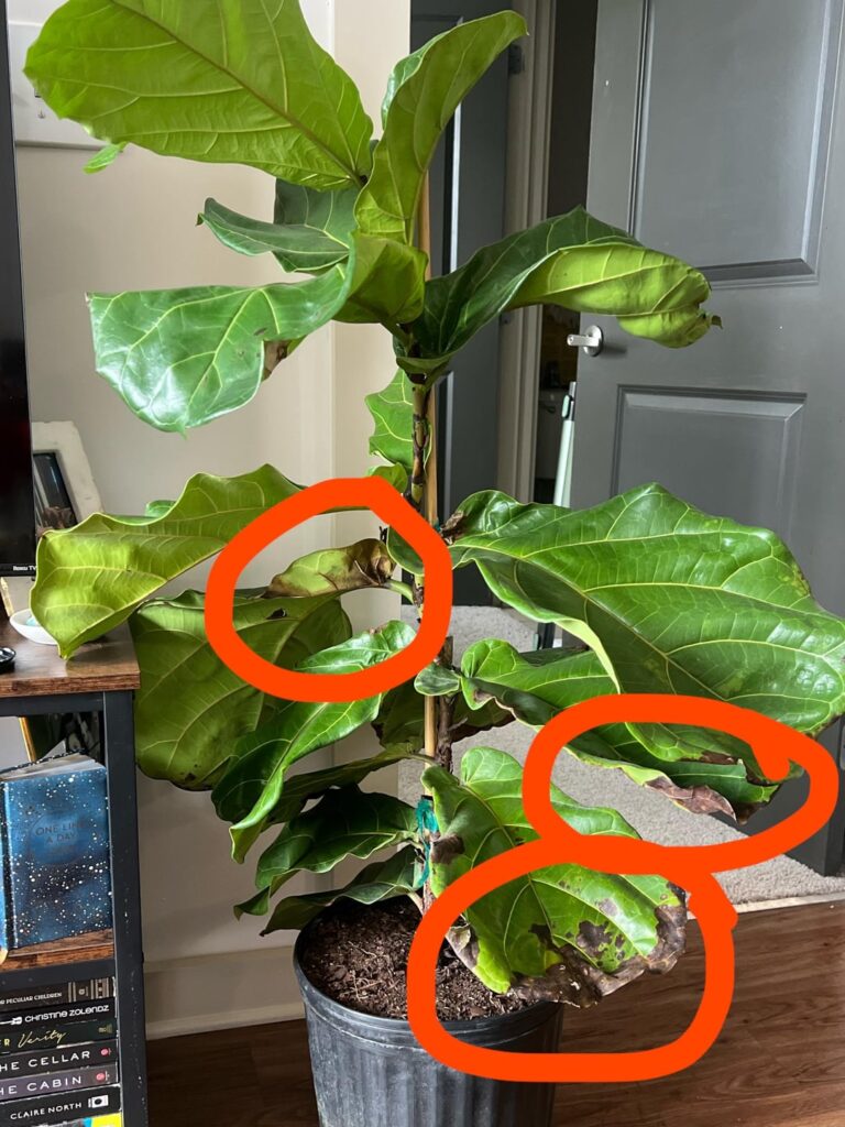 AHH HELP W FIDDLE LEAF FIG TREE PLS AHH HELP W FIDDLE LEAF FIG TREE PLS