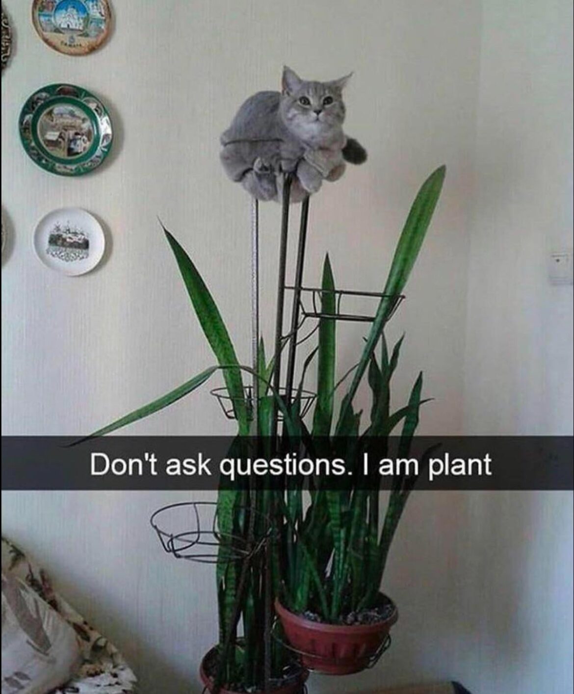 mods are asleep, upvote this houseplant!