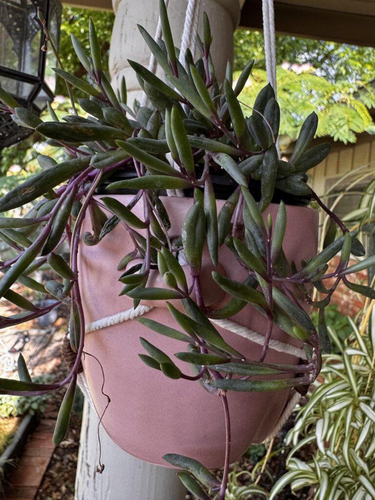 Othonna capensis? Ruby Necklace?? Can anyone confirm or deny? :)