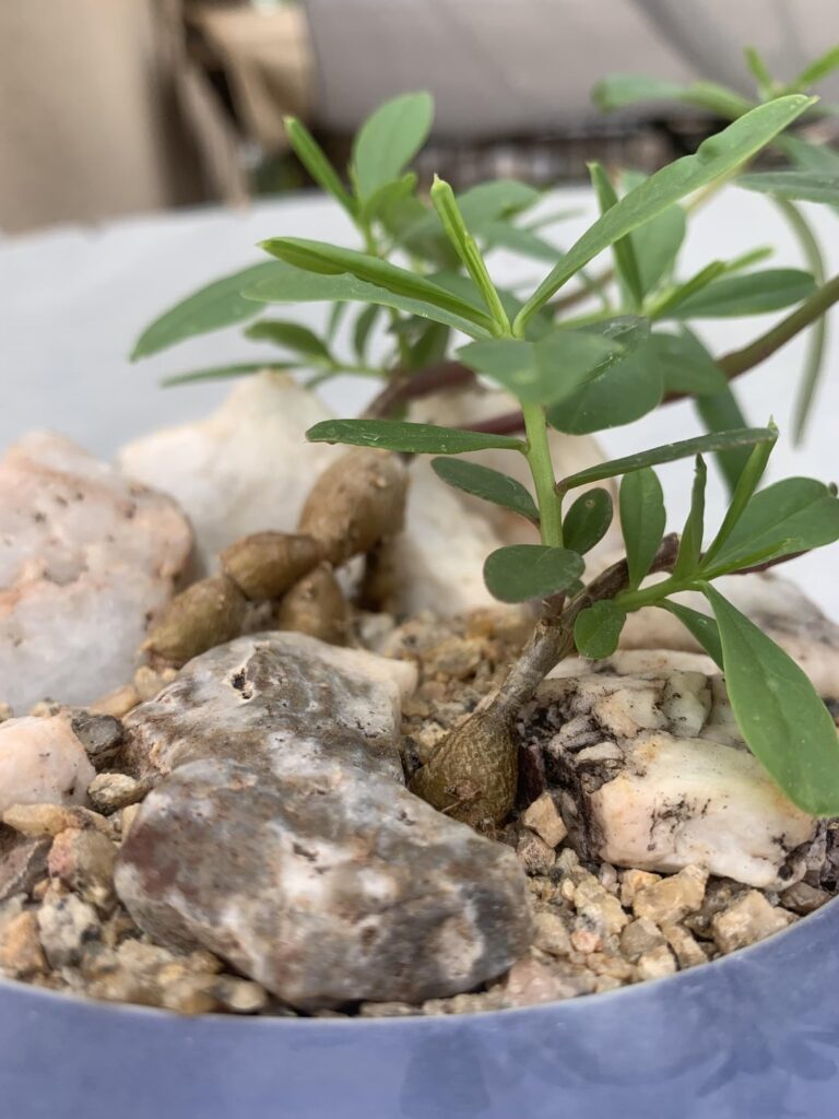 What is this plant I’ve been growing for 6 months What is this plant I’ve been growing for 6 months