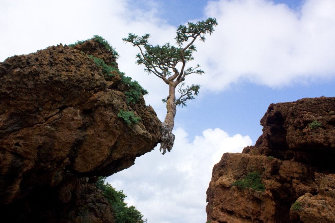 Very sad news: Five of Socotra's Boswellia species have moved from vulnerable to endangered and the rest deemed critically endangered.