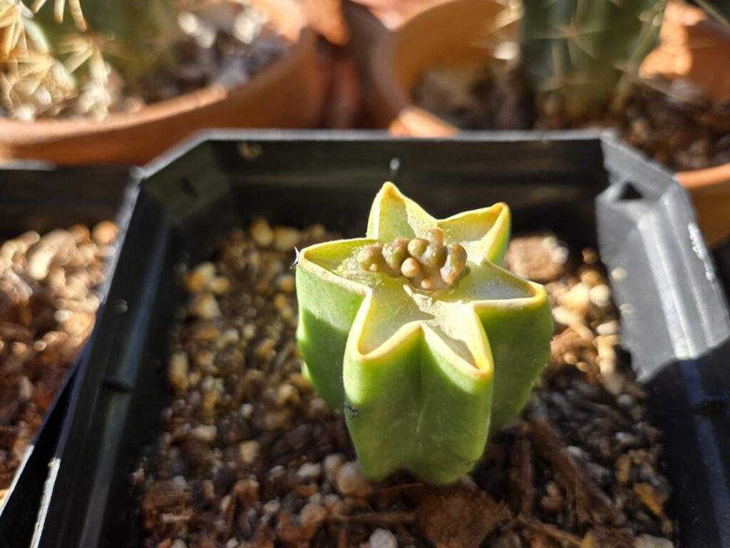 Some recent grafts. Tbm 2.0, hulks balls, myrtillo stacker, monstrose stenocereus 'Phil Mckraken'