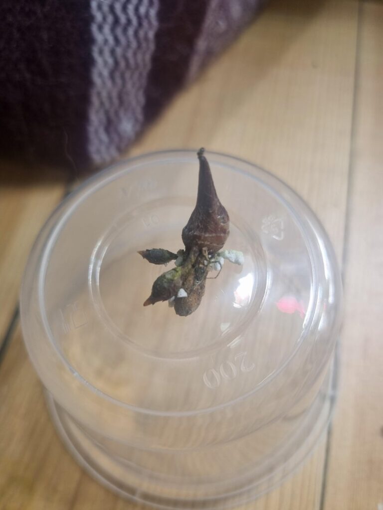 Busting a common misconception; there is no practical minimum age for corms to grow