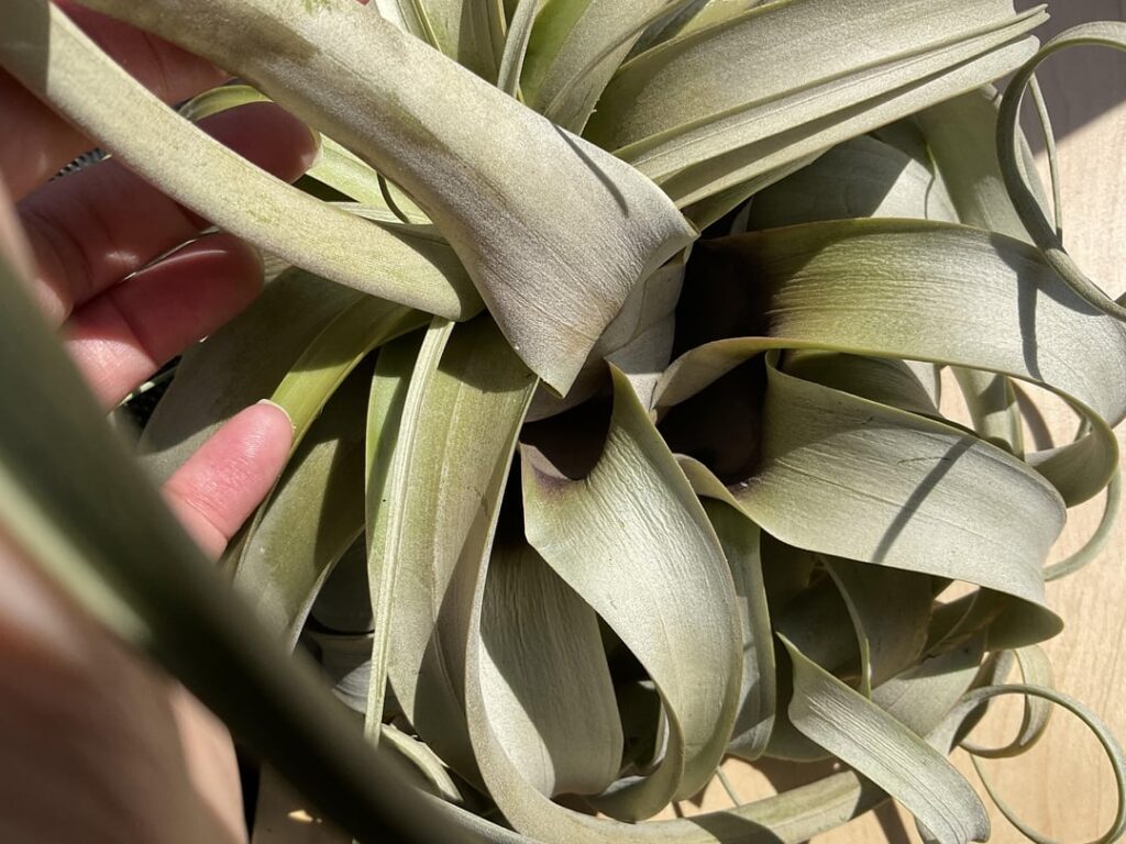 Please help me with my xerographica Please help me with my xerographica