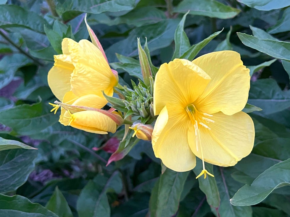 evening primrose yellow flowers yellow flowers oenothera biennis in the garden.