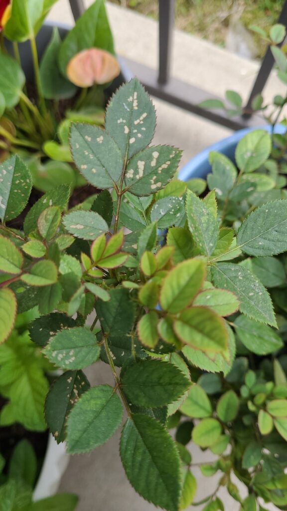 What is wrong with these rose leaves?